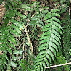 Hymenasplenium unilaterale