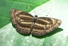 Neptis harita