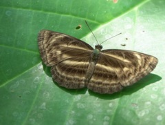 Neptis harita