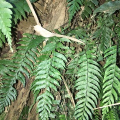 Hymenasplenium unilaterale