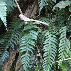 Hymenasplenium unilaterale
