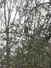 Erithacus rubecula