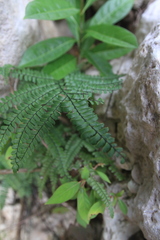 Adiantum pyramidale