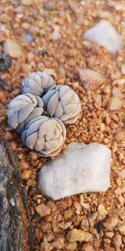 Crassula alstonii