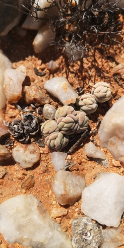 Crassula alstonii