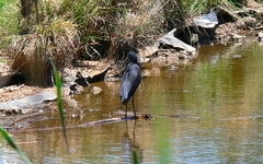 Egretta ardesiaca