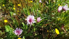 Crepis rubra