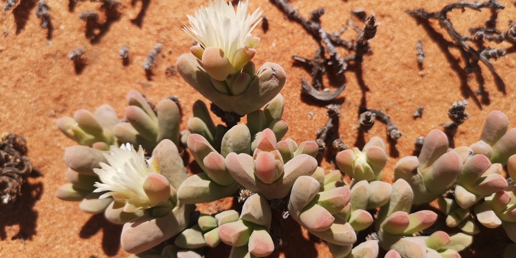 Drosanthemum vaginatum L. Bolus 2