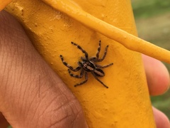 Megafreya sutrix