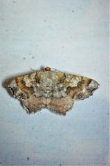 Macaria distribuaria