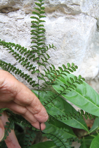 Image of Pyramid Maidenhair (Adiantum pyramidale) by (c) Brian Oakes Haiti Hunter, some rights reserved (CC BY)