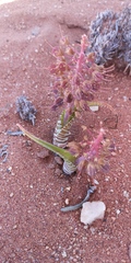 Lachenalia anguinea