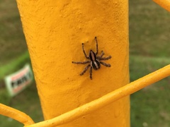 Megafreya sutrix