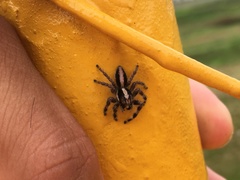 Megafreya sutrix