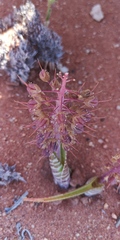 Lachenalia anguinea
