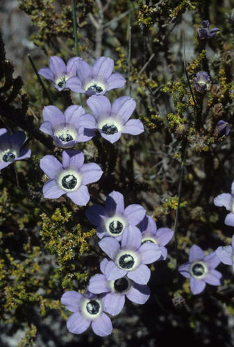 Image of Roella triflora by (c) Tom Lloyd Evans, some rights reserved (CC BY-SA)