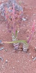 Lachenalia anguinea