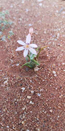 Lapeirousia arenicola