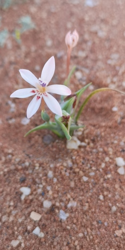 Lapeirousia arenicola