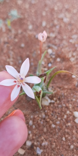Lapeirousia arenicola