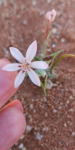 Lapeirousia arenicola
