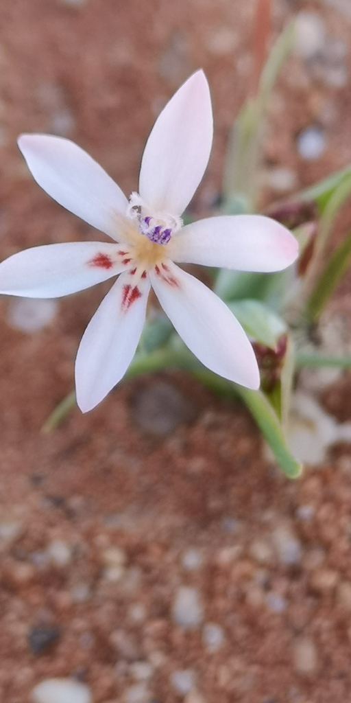 Lapeirousia arenicola, Namakwa, ZA-NC, ZA