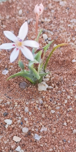 Lapeirousia arenicola