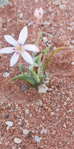 Lapeirousia arenicola
