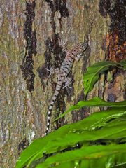 Gekko monarchus