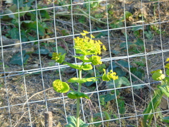 Smyrnium perfoliatum rotundifolium