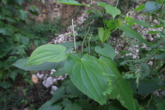 Piper marginatum
