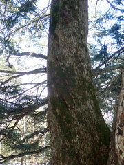 Ostrya virginiana image