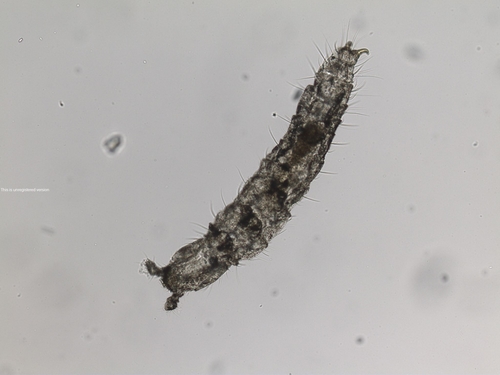 Paratullbergia callipygos