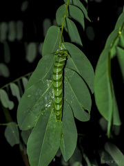 Polyura hebe