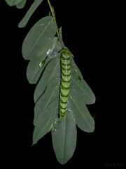 Polyura hebe