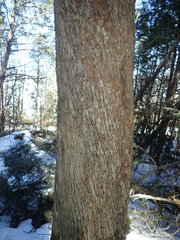 Ostrya virginiana image