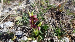 Ophrys bertolonii flavicans