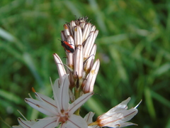 Dionconotus neglectus