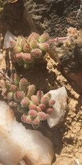 Crassula hirtipes
