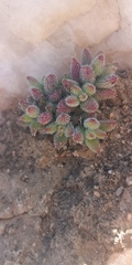 Crassula hirtipes
