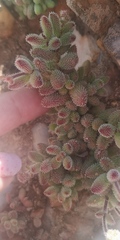 Crassula hirtipes