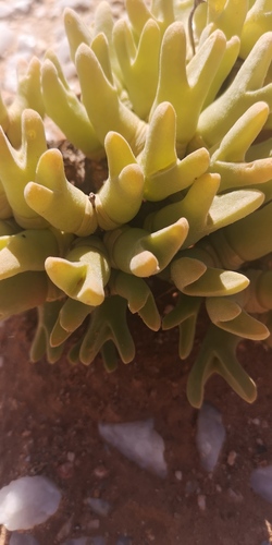 Meyerophytum globosum