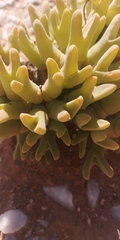 Meyerophytum globosum