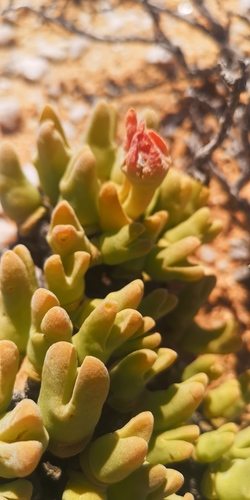 Meyerophytum globosum