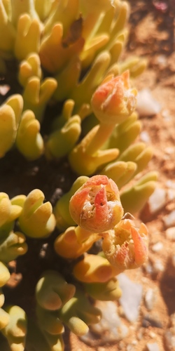 Meyerophytum globosum