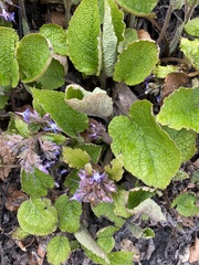 Trachystemon orientalis