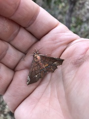Syllectra