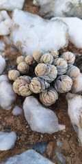 Crassula alstonii