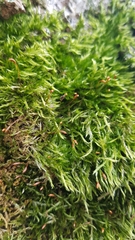 Sciuro-hypnum populeum