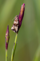 Celypha rurestrana